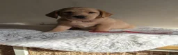 Labrador Retriever dogs for sale: Stunning Labrador Retriever Puppies Available - Advert 5