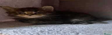 Maine Coon 8