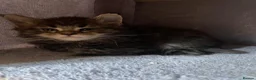 Maine Coon cats for sale: Gorgeous mainecoon kittens  in Hailsham - Advert 13