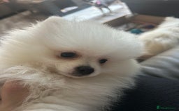 Pomeranian dogs for sale: ICE white Pomeranian girl READY NOW  - Image 6