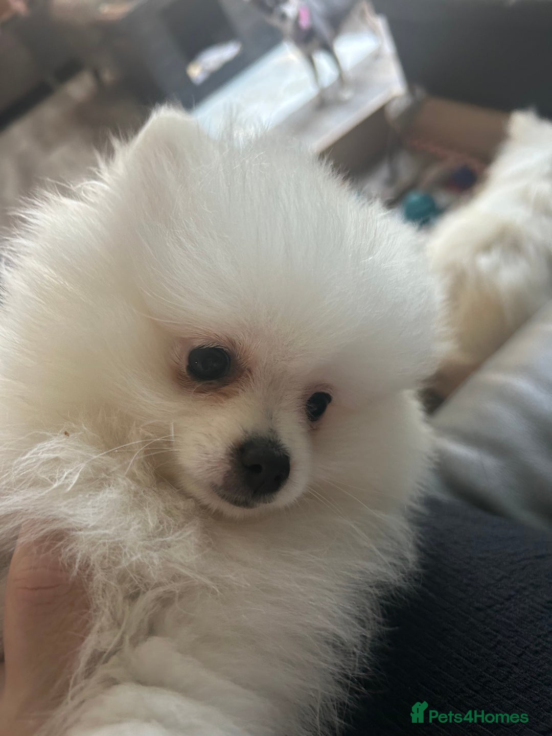 Pomeranian dogs for sale: ICE white Pomeranian girl READY NOW  - Image 6