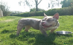 American Bully dogs for sale: FEMALE BULLYZ FOR REHOMING - Image 1