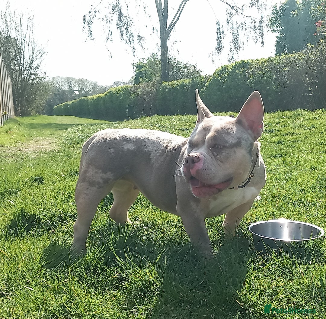 American Bully dogs for sale: FEMALE BULLYZ FOR REHOMING - Image 1