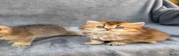 British Longhair cats for sale: Pedigree British longhair golden chocolate lilac - Advert 5