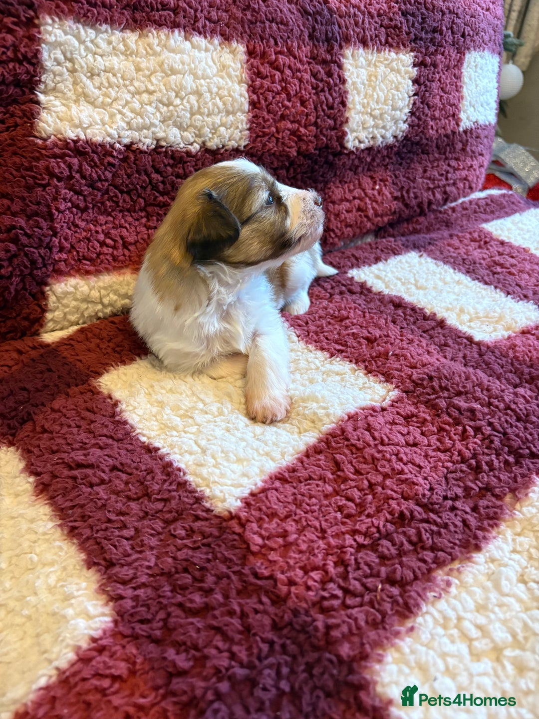 Miniature Schnauzer dogs for sale: miniature schnauzers (American lines) - Advert 8