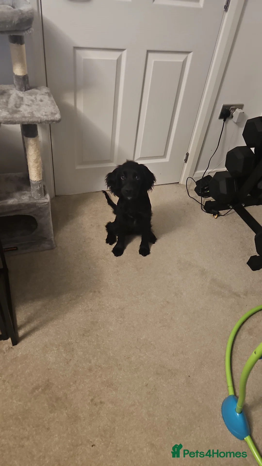 Cocker Spaniel dogs for sale: 5 month cocker spaniel - Advert 2