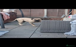 Presa Canario dogs for sale: Presa canario bitch 3 years old - Image 2