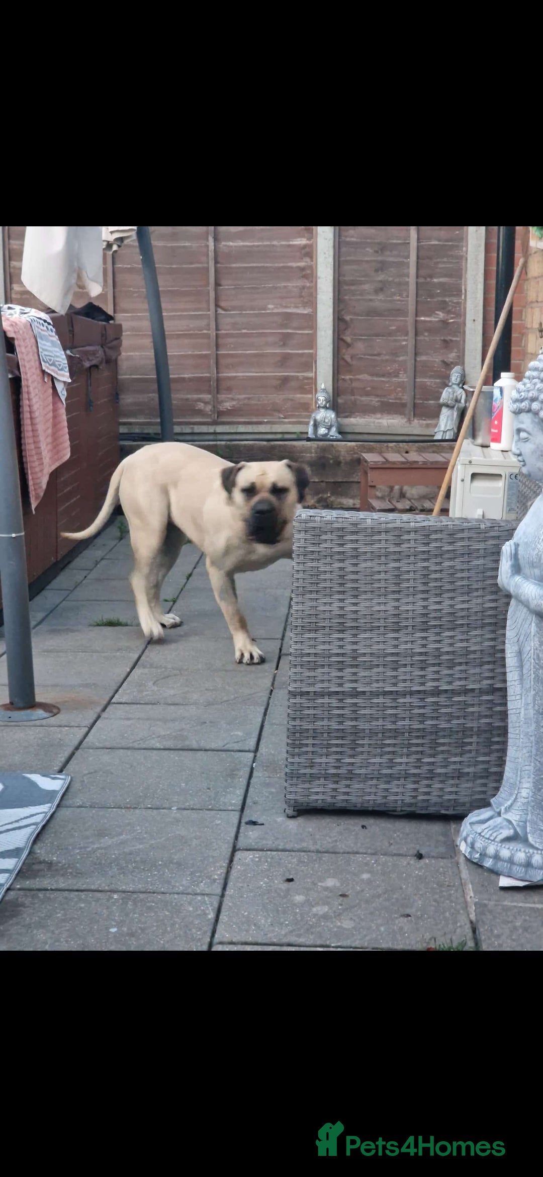 Presa Canario dogs for sale: Presa canario bitch 3 years old - Image 2