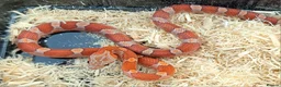 Corn Snake reptiles for sale: Dec 2025 bloodred/toffee bloodred corn snakes - Advert 3