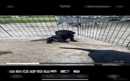 Cockerdor dogs for sale: Perfect Cockerdor Puppies- Tiny Lab like in Pickering - Image 6