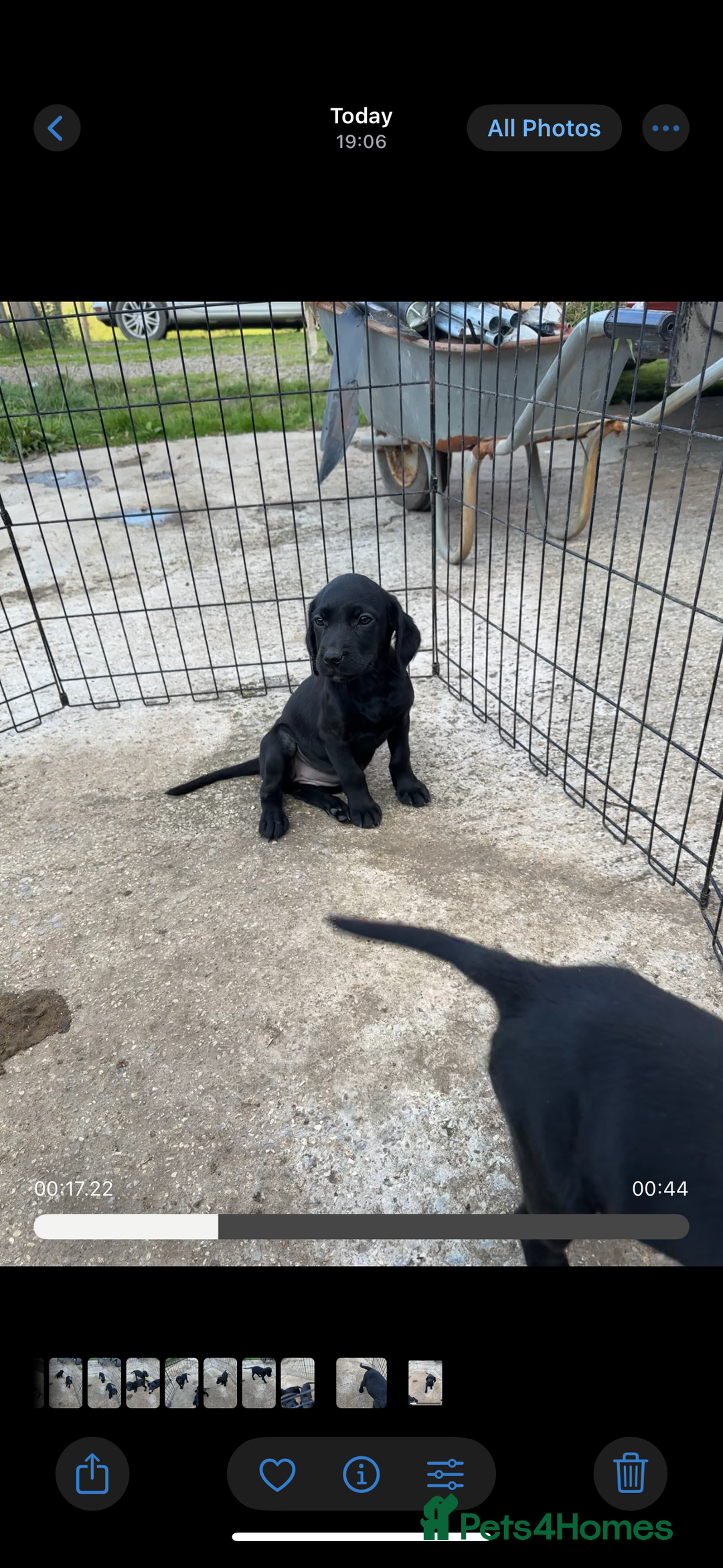 Cockerdor dogs for sale: Perfect Cockerdor Puppies- Tiny Lab like in Pickering - Image 6