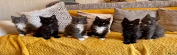 Maine Coon cats for sale: Exceptional TICA Pedigree Maine Coon Kittens - Advert 16