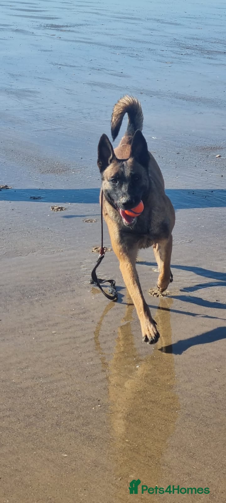 Belgian Shepherd Dog dogs Working Line Mali Pups. 5 males 2 female. - Advert 2