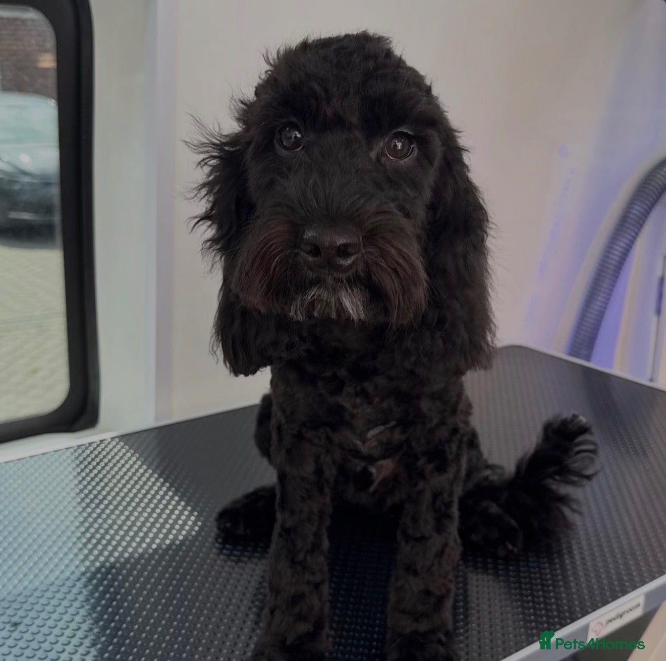 Cockapoo dogs Cockapoo, male 7 months  - Percy  - Advert 2