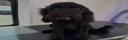 Cockapoo dogs for sale:  F1 Cockapoo, male 7 months  - Percy  - Advert 1