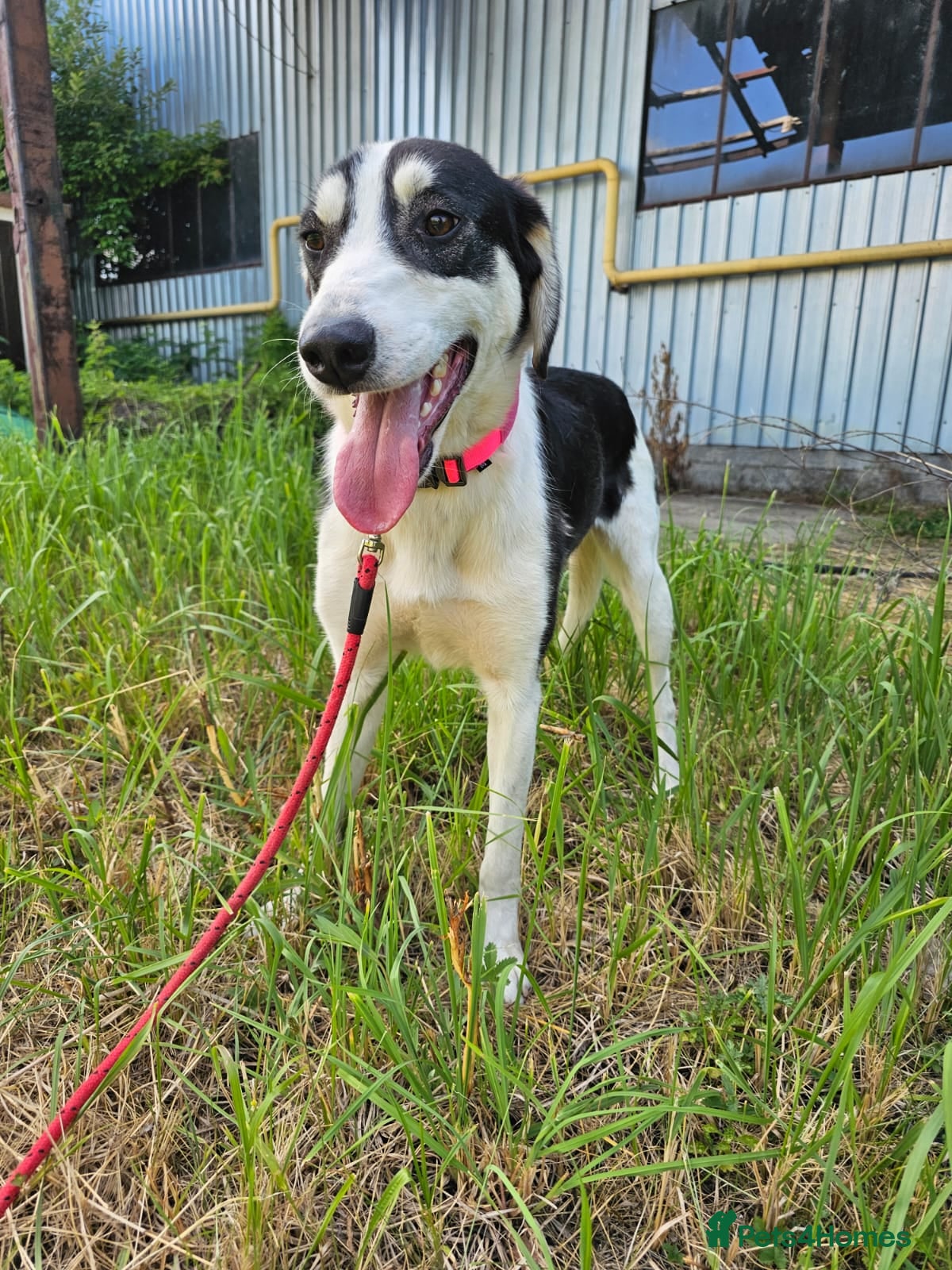 Mixed Breed dogs OTIS - a Handsome and gentle boy for a Loving Home - Advert 5