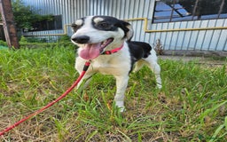 Mixed Breed dogs for adoption: OTIS - a Handsome and gentle boy for a Loving Home - Image 1