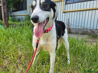 Mixed Breed dogs OTIS - a Handsome and gentle boy for a Loving Home - Advert 5