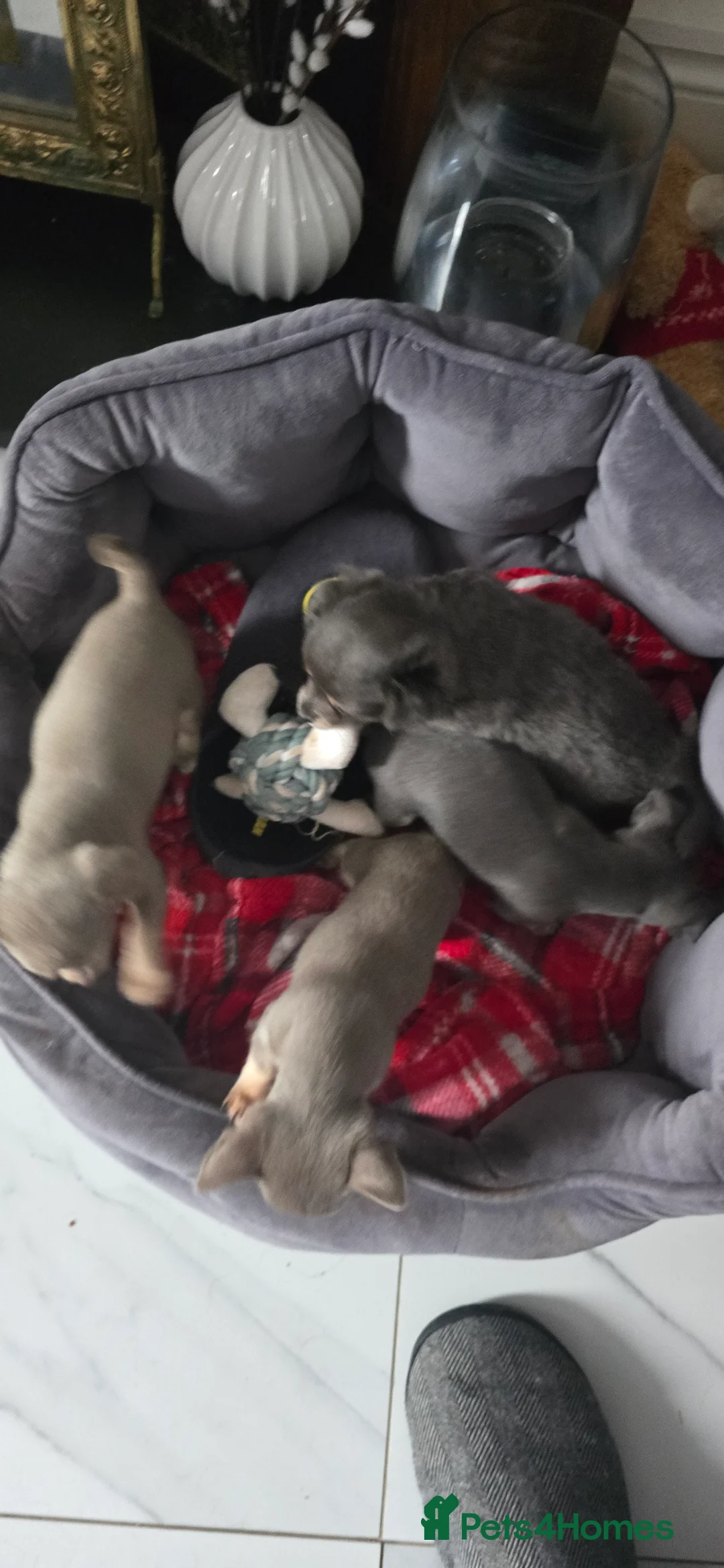 Chihuahua dogs for sale: Beautiful Chihuahua puppies  in Blackwood - Advert 26