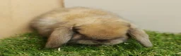 Mini Lop rabbits for sale: Vaccinated baby Mini Lops -with new vaccine Yurvac - Advert 8