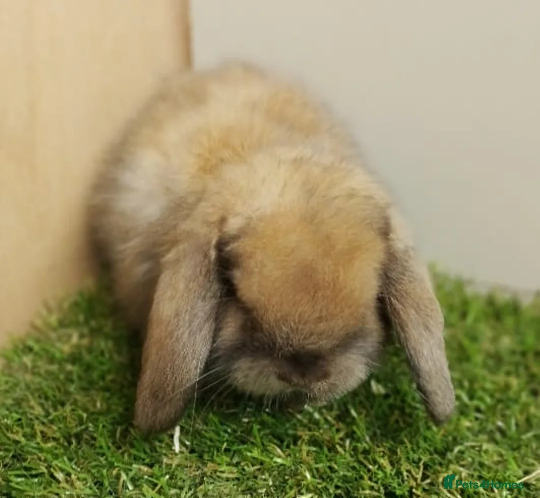 Mini Lop rabbits for sale: Vaccinated baby Mini Lops -with new vaccine Yurvac - Advert 8
