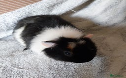 Guinea Pig rodents for sale: Baby teddyguinea pigs - Image 2