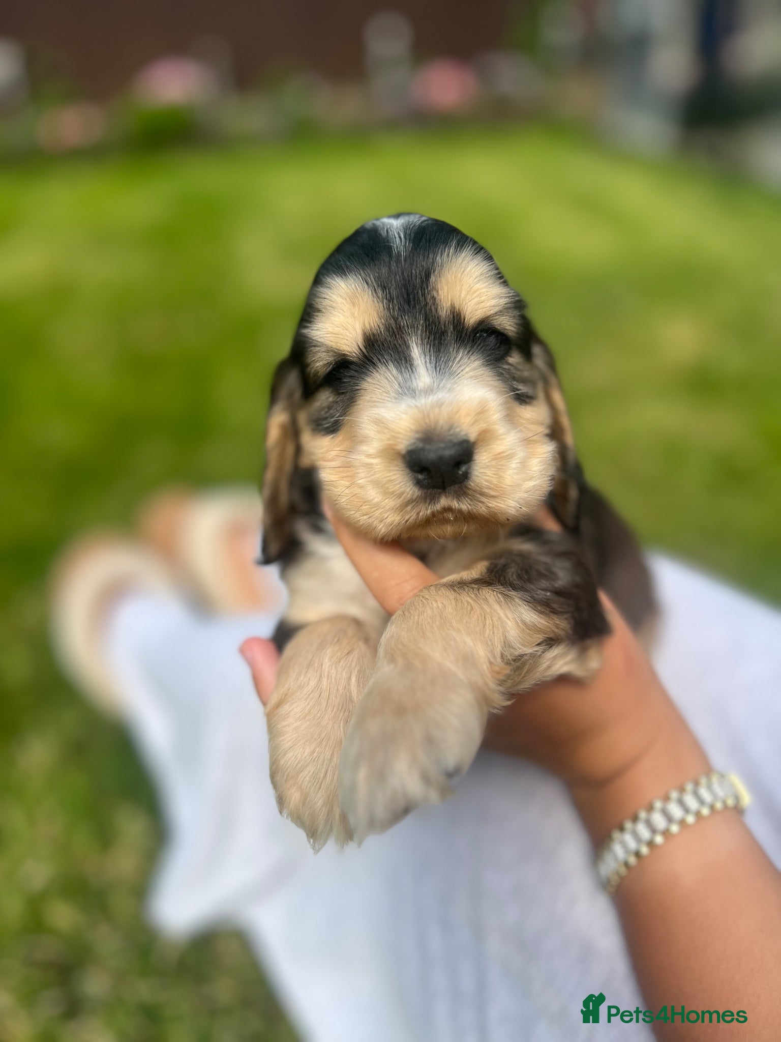 Cocker Spaniel dogs KC Registered Show-Type Cocker Spaniel Puppies - Advert 12