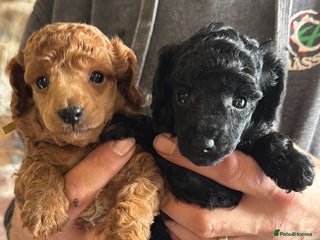 Toy Poodle dogs KC registered Toy Poodle Males 1 red 1 black - Advert 3
