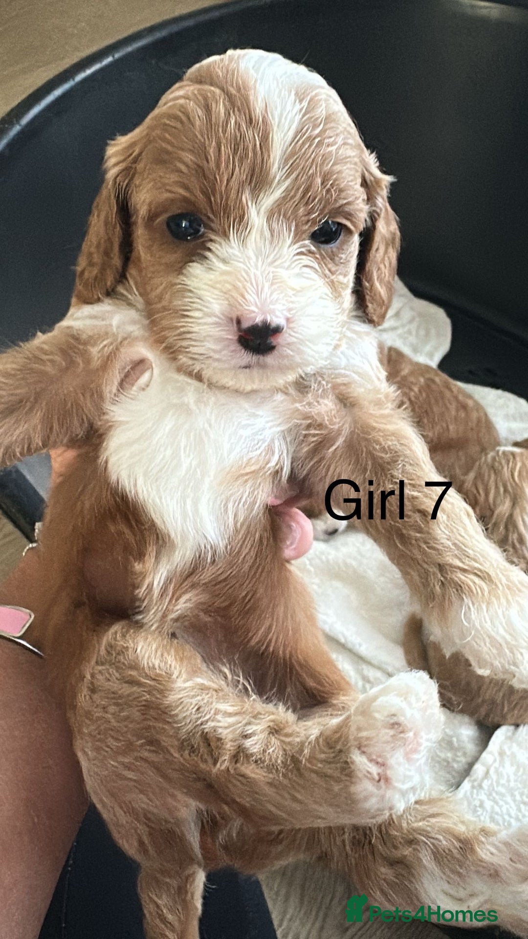 Cavapoo dogs for sale: One girl left has come available  - Image 18