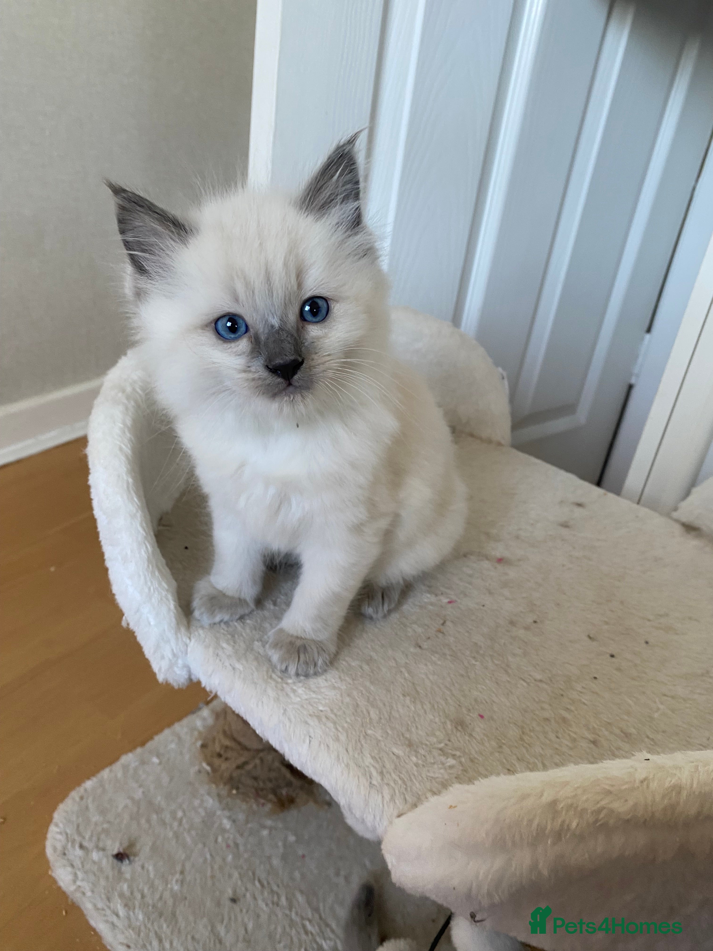 Ragdoll cats Two Beautiful Blue Point Ragdoll Kittens for sale - Advert 17