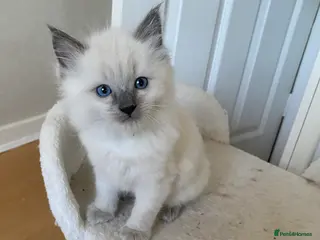 Ragdoll cats READY TO LEAVE NEXT WEEKEND 2 BEAUTIFUL RAGDOLLs - Advert 4