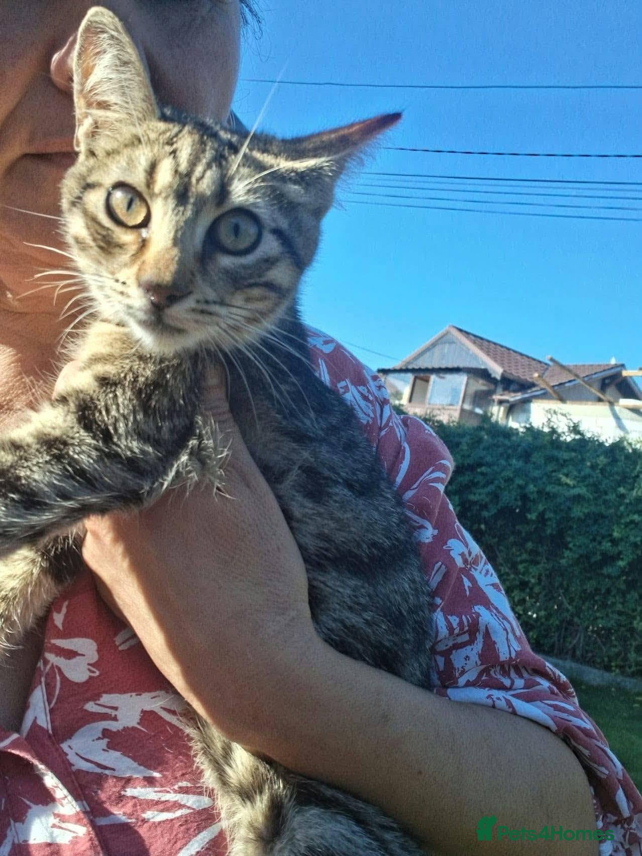 Mixed Breed cats for adoption: Lucy for adoption - Advert 1