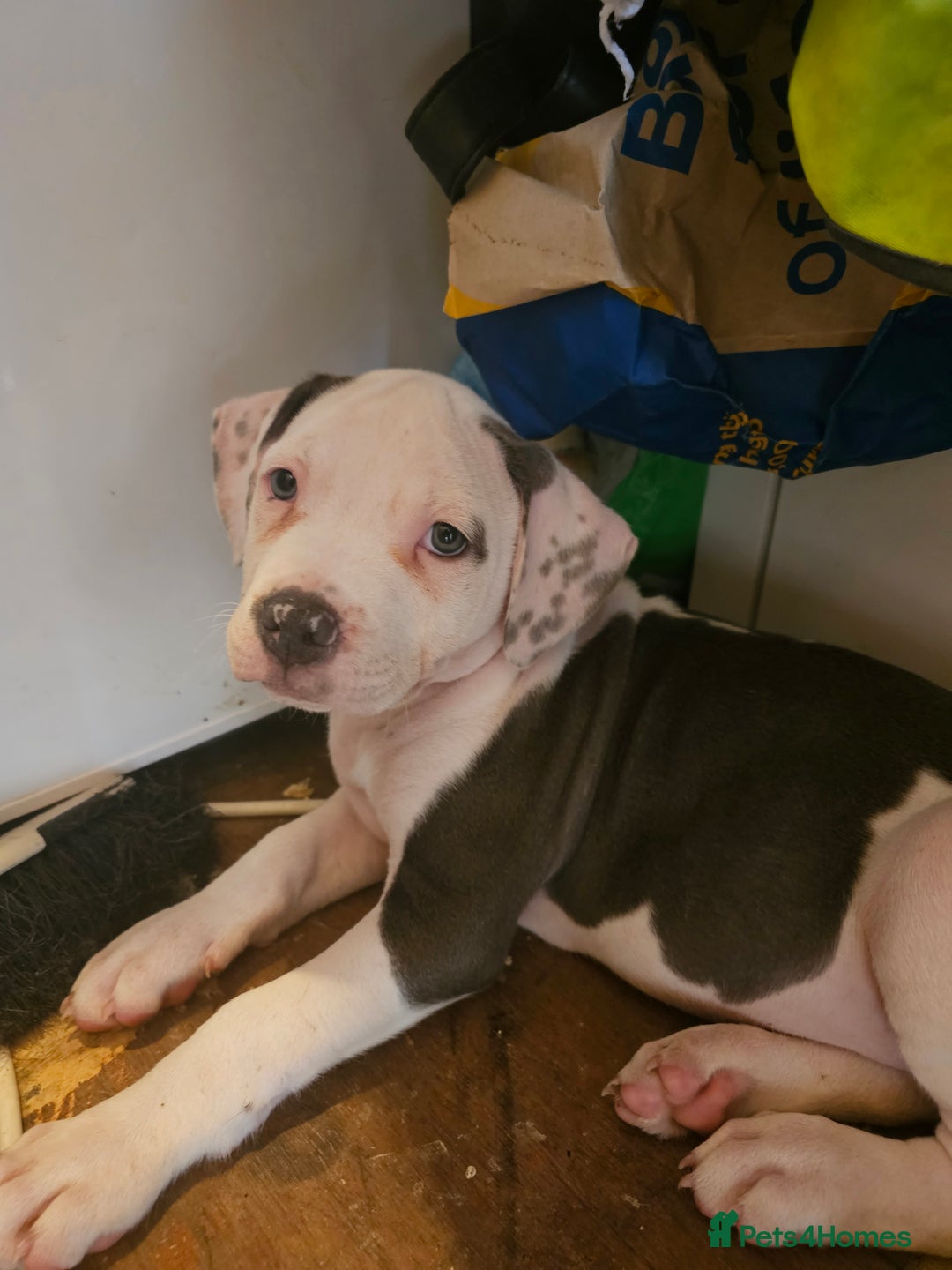 Mixed Breed dogs for sale: Staffordshire bull terrier cross puppies  - Advert 4