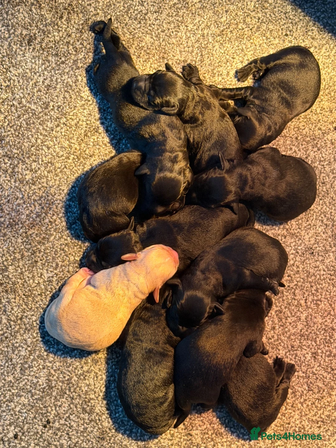 Labrador Retriever dogs for sale: Stunning Labrador pups - Advert 7