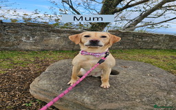 Labrador Retriever dogs for sale: Beautiful litter of yellow labrador retrievers - Image 11