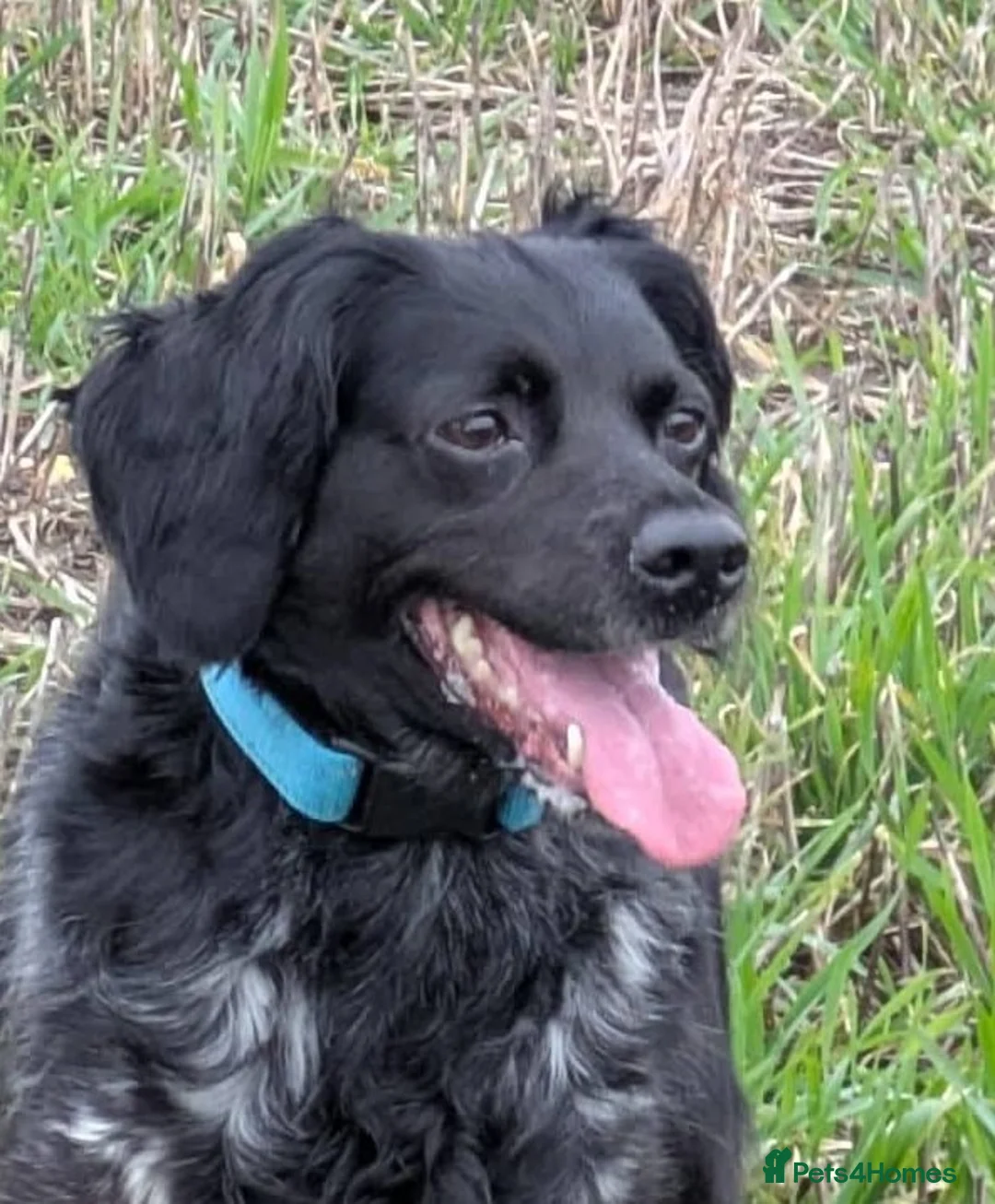 Brittany Spaniel dogs for sale: Brittany bitch - Advert 1