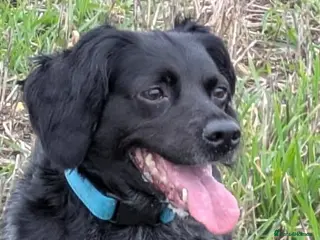 Brittany Spaniel dogs Brittany bitch - Advert 16