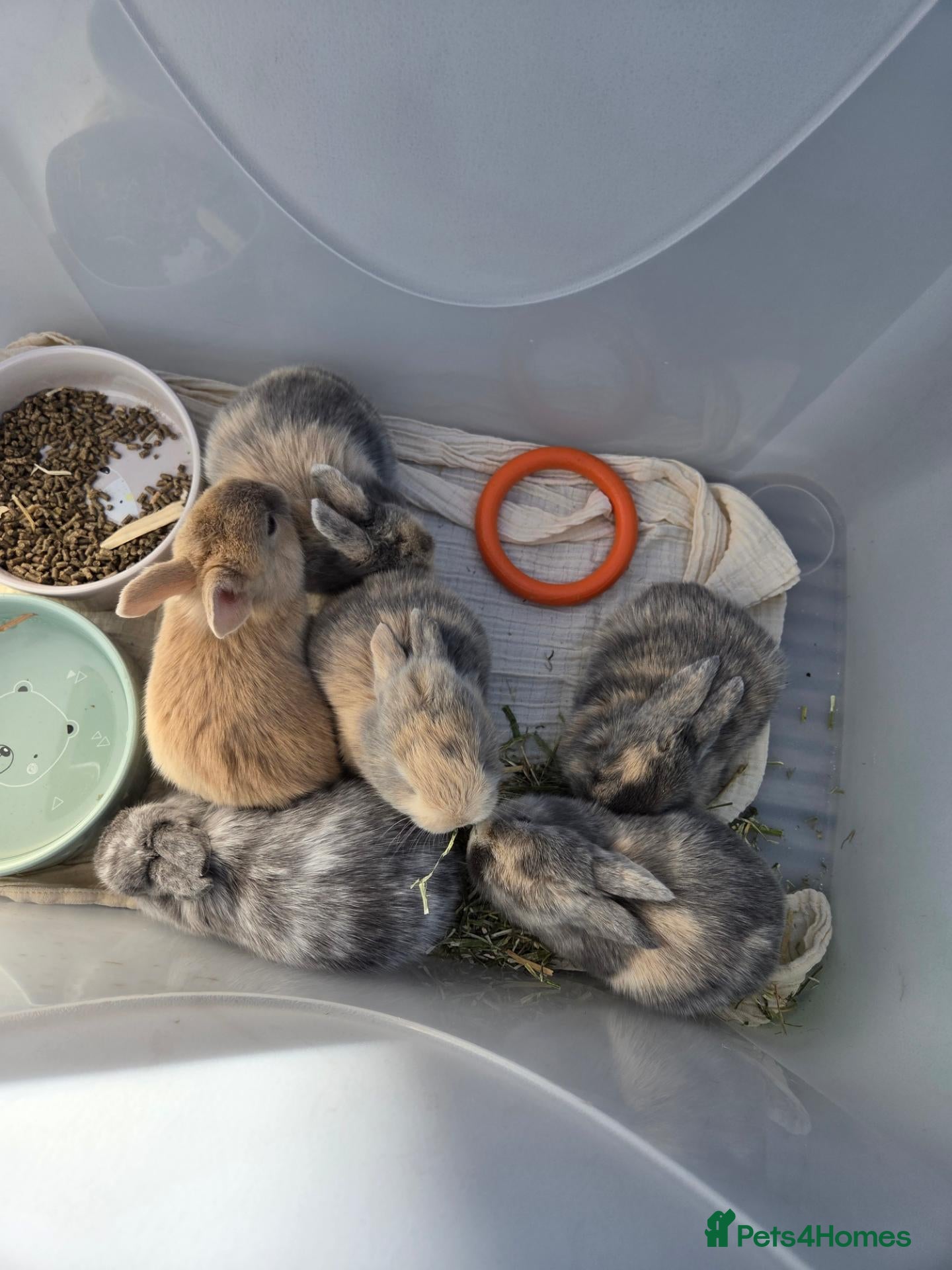 Mixed Breed rabbits Baby Bunnies  - Advert 3