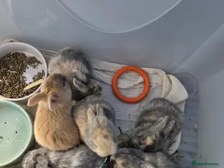 Mixed Breed rabbits Baby Bunnies - Advert 4