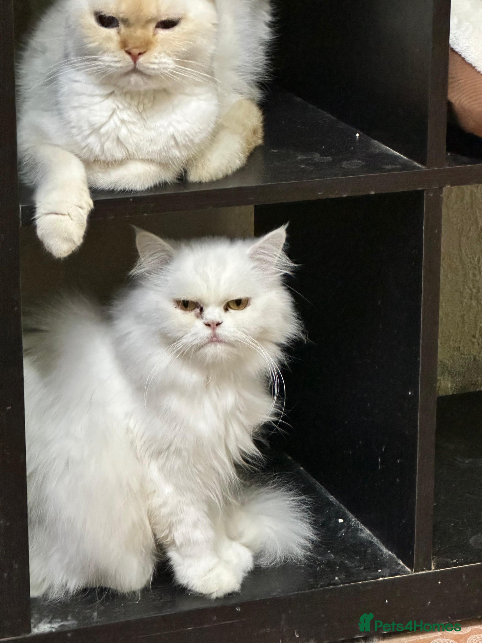 Mixed Breed cats Wilhemeina  - Advert 1