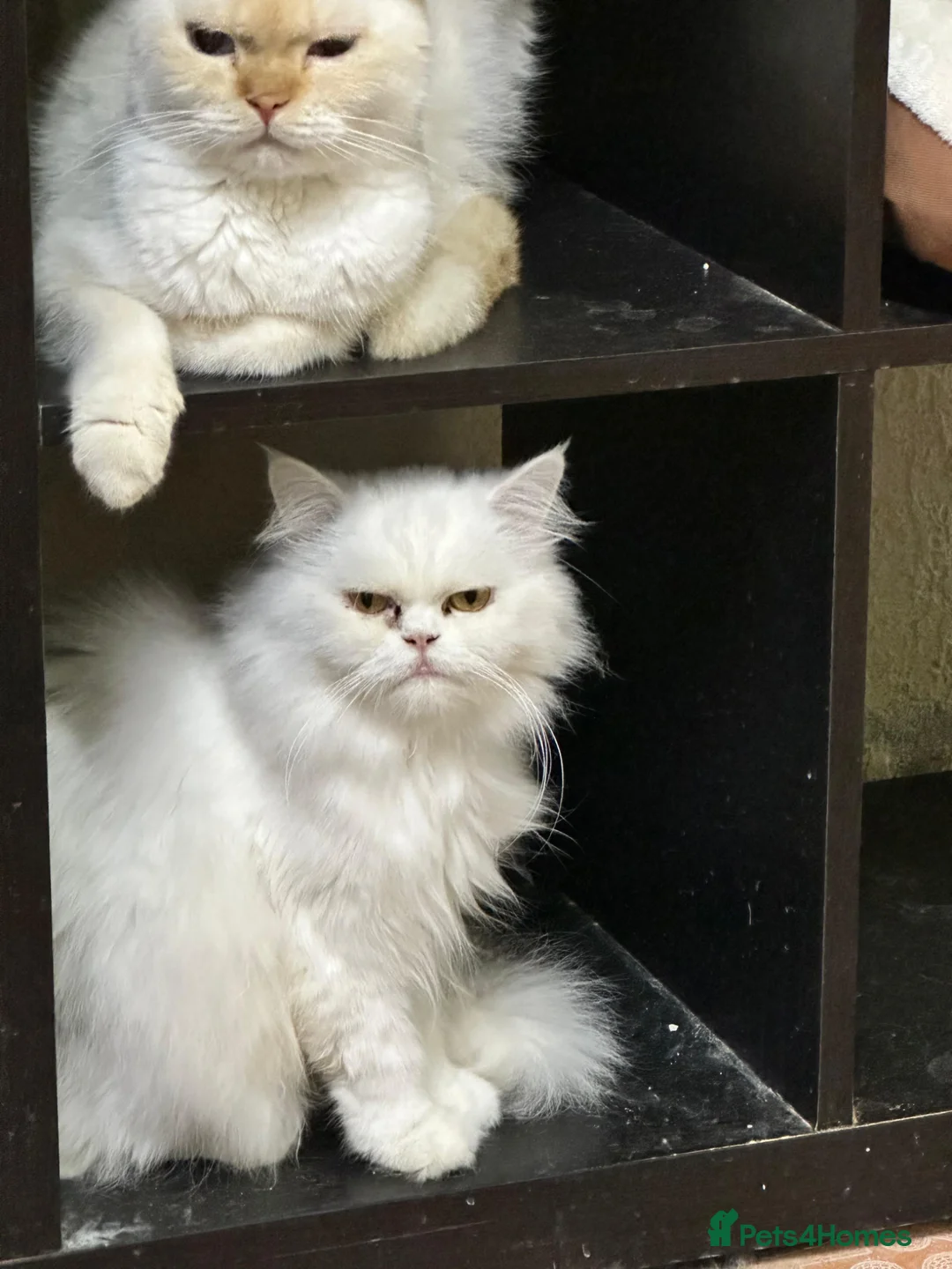 Mixed Breed cats for adoption: Wilhemeina  - Advert 1