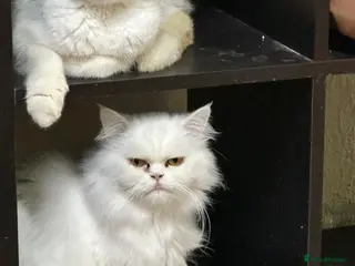 Mixed Breed cats Wilhemeina - Advert 1