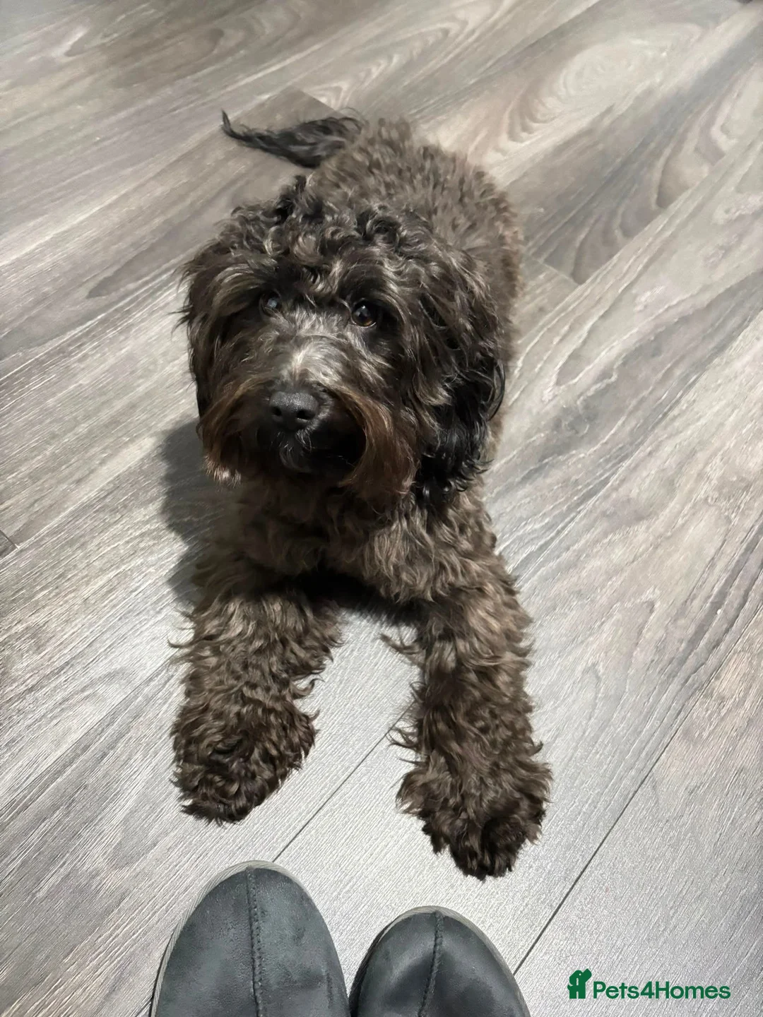 Mixed Breed dogs for sale: 🐾 Beautiful French Bulldog × Cockapoo Puppies 🐾 - Advert 2