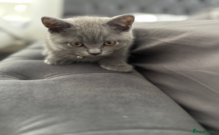 Brazilian Shorthair cats - Advert 1