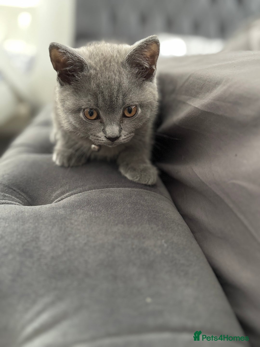 Brazilian Shorthair cats for sale: British short hair kittens  - Image 1