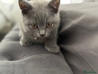 Brazilian Shorthair cats - Advert 2