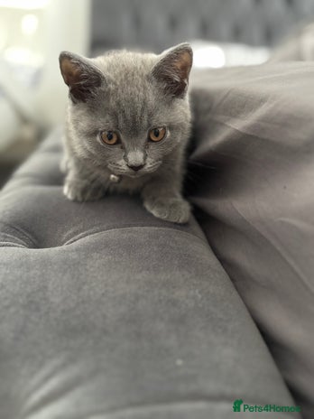 Brazilian Shorthair cats - Advert 2