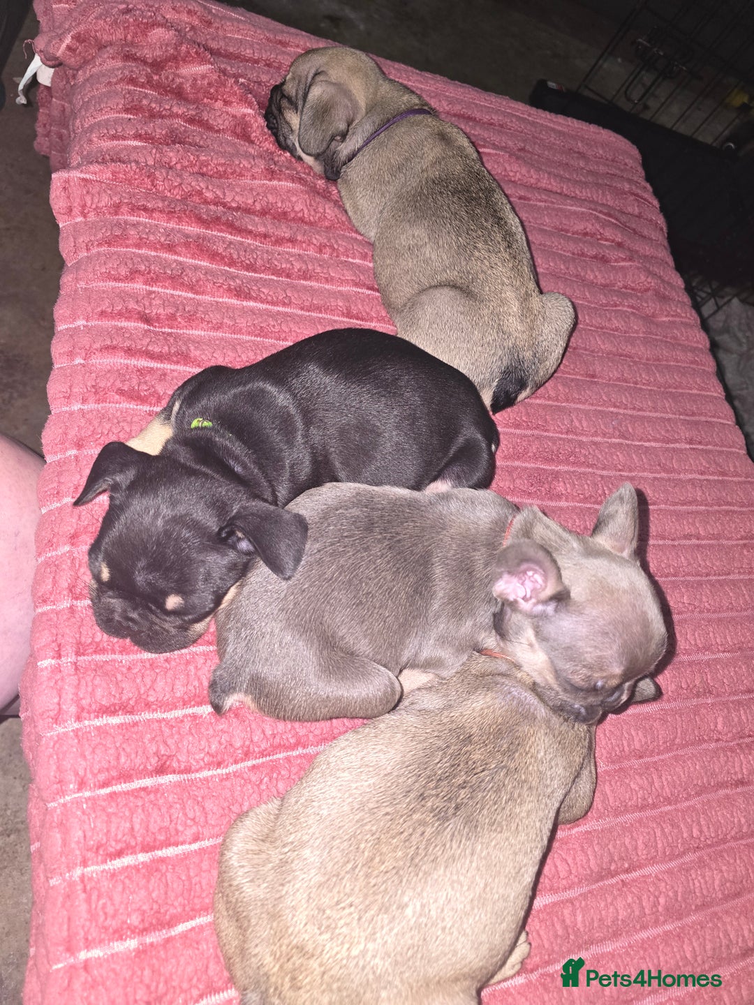 French Bulldog dogs for sale: French bull dog Puppies - Image 12