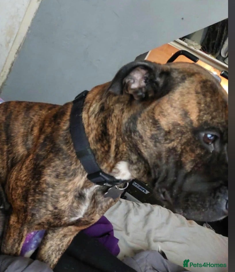 Mixed Breed dogs Bull mastiff cross staff female  - Advert 1