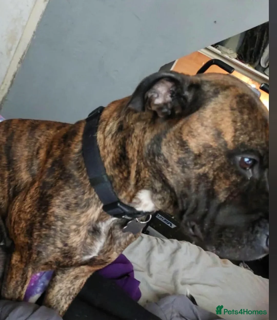 Mixed Breed dogs for sale: Bull mastiff cross staff female  - Advert 1